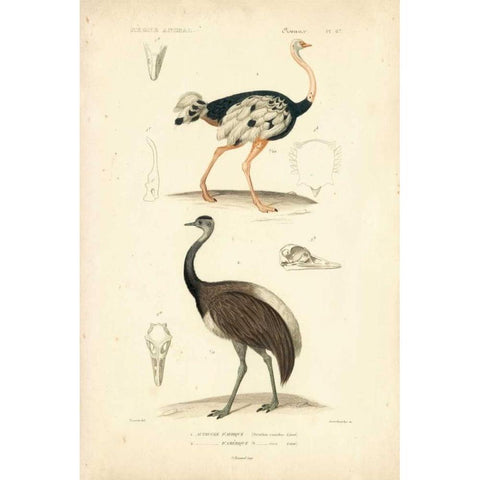 Antique Ostrich Study Black Modern Wood Framed Art Print by Remond, N.