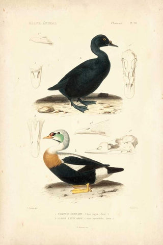 Antique Duck Study I Black Ornate Wood Framed Art Print with Double Matting by Remond, N.