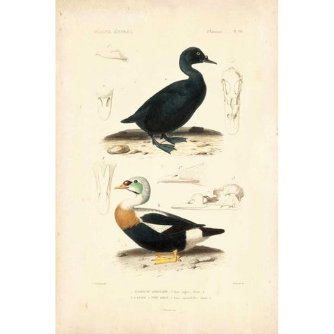 Antique Duck Study I Black Modern Wood Framed Art Print by Remond, N.