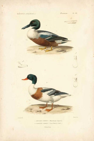 Antique Duck Study II White Modern Wood Framed Art Print with Double Matting by Remond, N.