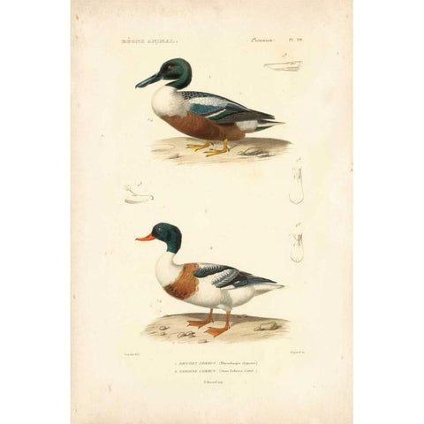 Antique Duck Study II Black Modern Wood Framed Art Print with Double Matting by Remond, N.
