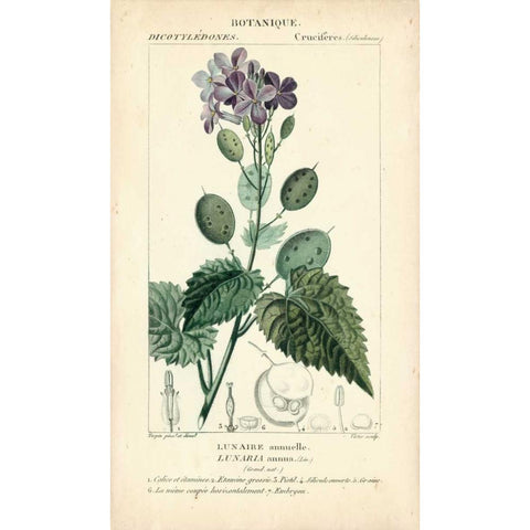 Botanique Study in Lavender III Gold Ornate Wood Framed Art Print with Double Matting by Turpin