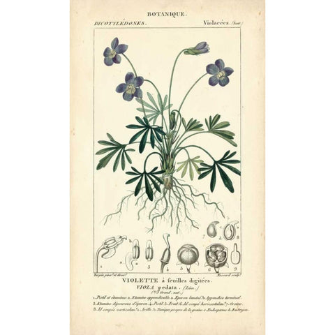 Botanique Study in Lavender IV Gold Ornate Wood Framed Art Print with Double Matting by Turpin