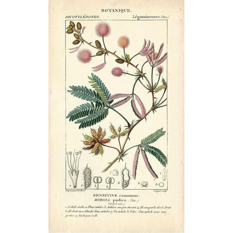 Botanique Study in Pink IV Black Modern Wood Framed Art Print with Double Matting by Turpin