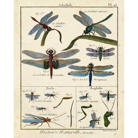 Histoire Naturelle Insects I Gold Ornate Wood Framed Art Print with Double Matting by Diderot