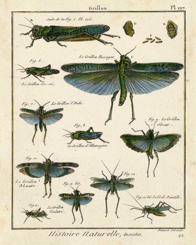 Histoire Naturelle Insects II White Modern Wood Framed Art Print with Double Matting by Diderot