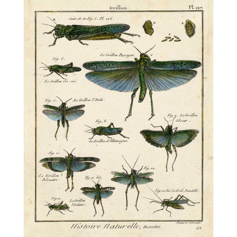 Histoire Naturelle Insects II Black Modern Wood Framed Art Print by Diderot