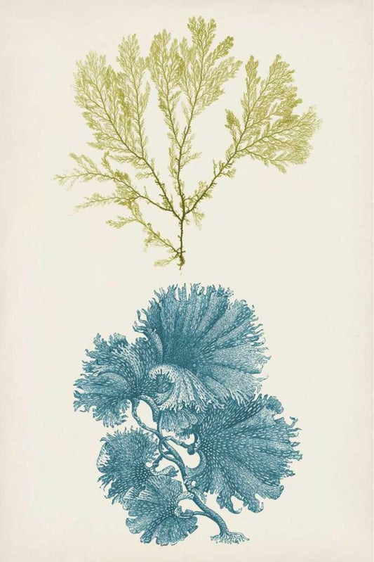 Image Only