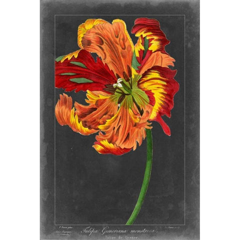 Midnight Tulip I Gold Ornate Wood Framed Art Print with Double Matting by Vision Studio