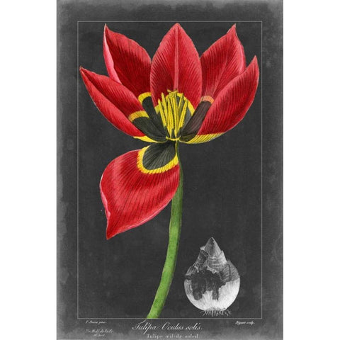 Midnight Tulip II Black Modern Wood Framed Art Print with Double Matting by Vision Studio