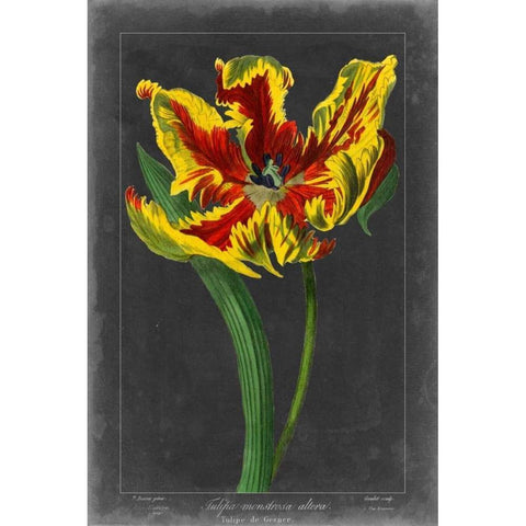 Midnight Tulip III Black Modern Wood Framed Art Print by Vision Studio