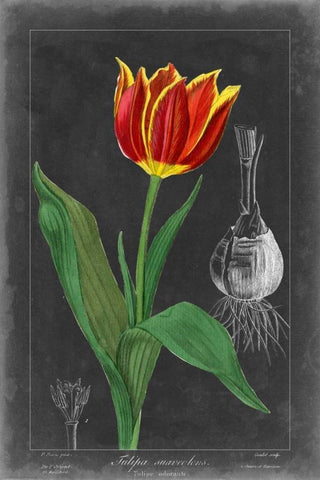 Midnight Tulip IV Black Ornate Wood Framed Art Print with Double Matting by Vision Studio