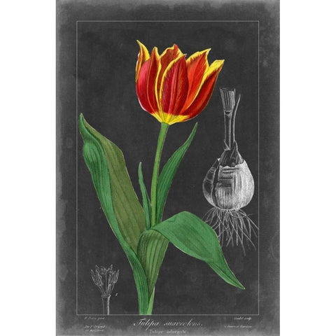 Midnight Tulip IV Black Modern Wood Framed Art Print with Double Matting by Vision Studio