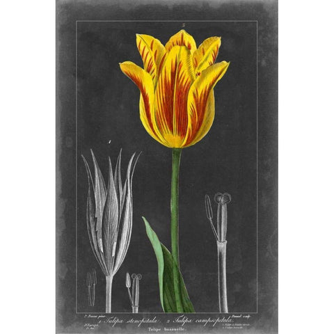 Midnight Tulip V Black Modern Wood Framed Art Print with Double Matting by Vision Studio