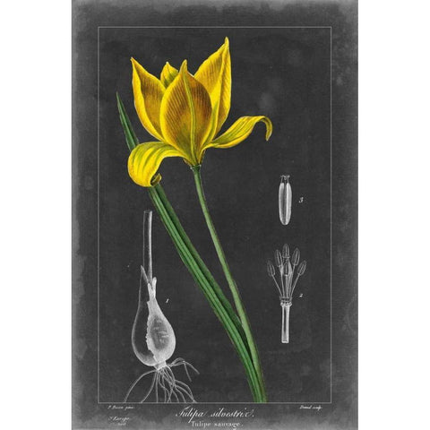 Midnight Tulip VI Black Modern Wood Framed Art Print with Double Matting by Vision Studio