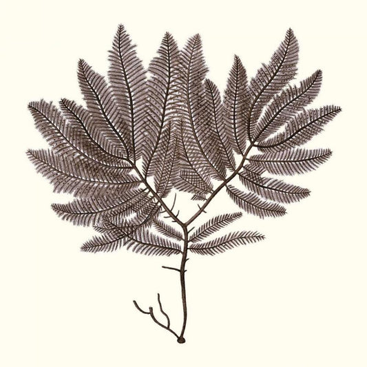 Image Only