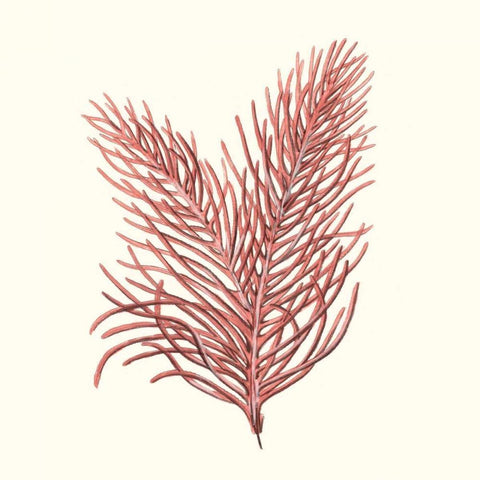 Seaweed Collection II White Modern Wood Framed Art Print with Double Matting by Vision Studio