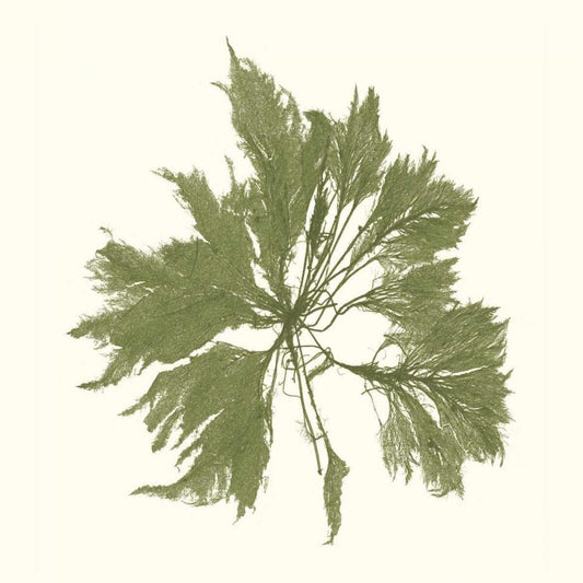 Image Only