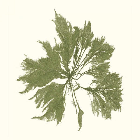 Seaweed Collection III Black Ornate Wood Framed Art Print with Double Matting by Vision Studio