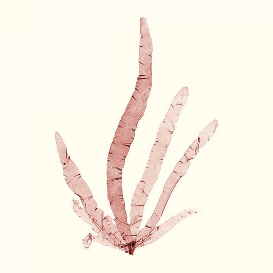 Image Only