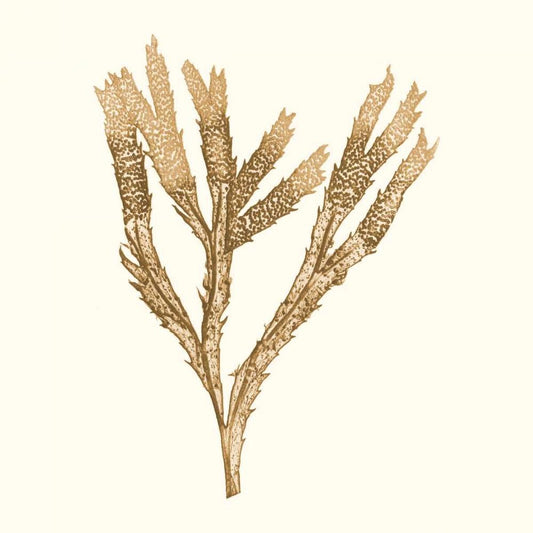 Image Only
