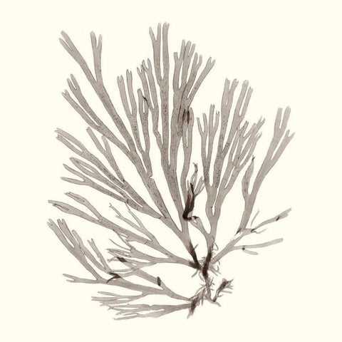 Seaweed Collection IX White Modern Wood Framed Art Print by Vision Studio