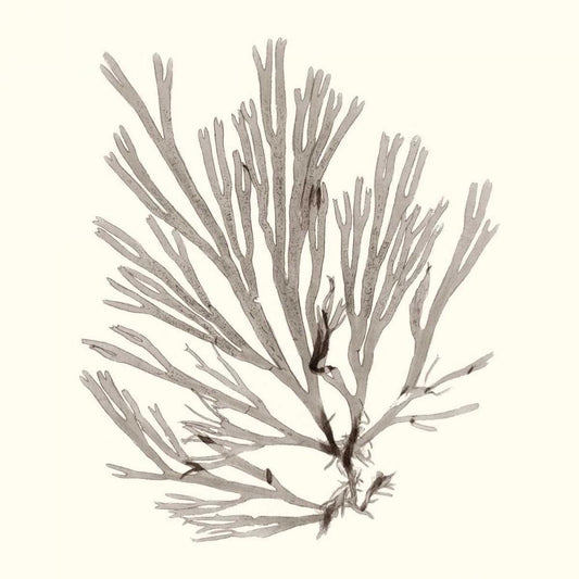 Image Only