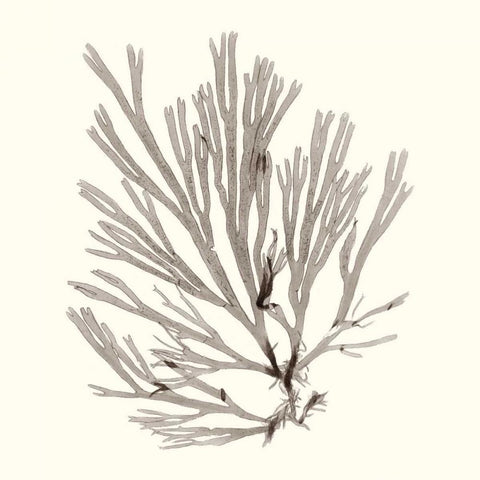 Seaweed Collection IX Black Modern Wood Framed Art Print with Double Matting by Vision Studio