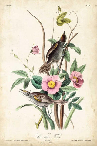 Seaside Finch White Modern Wood Framed Art Print with Double Matting by John James Audubon