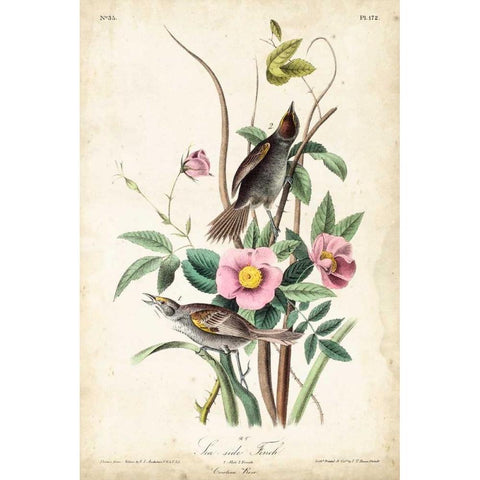 Seaside Finch Gold Ornate Wood Framed Art Print with Double Matting by John James Audubon