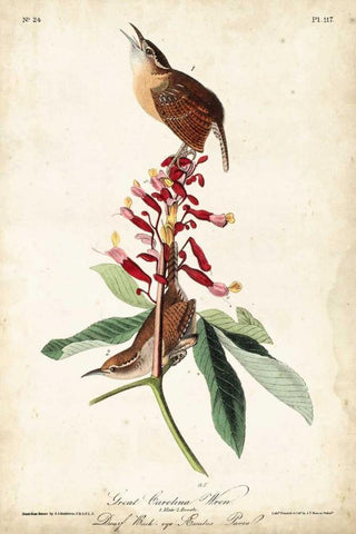 Great Carolina Wren White Modern Wood Framed Art Print with Double Matting by John James Audubon