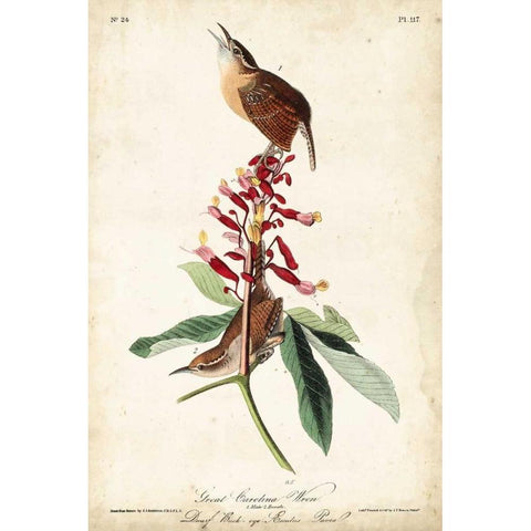 Great Carolina Wren White Modern Wood Framed Art Print by John James Audubon
