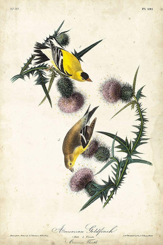 American Goldfinch Black Ornate Wood Framed Art Print with Double Matting by Audubon, John James