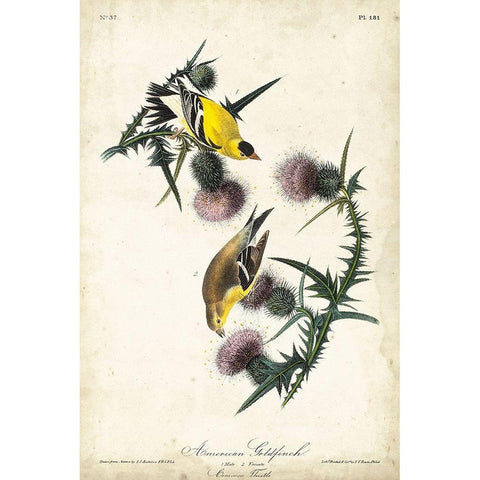 American Goldfinch Black Modern Wood Framed Art Print with Double Matting by Audubon, John James