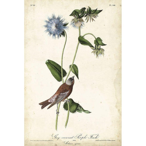 Grey-crowned Purple Finch White Modern Wood Framed Art Print by Audubon, John James