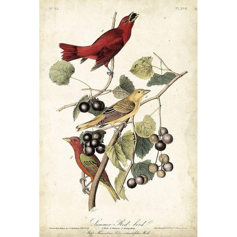 Summer Red Bird Gold Ornate Wood Framed Art Print with Double Matting by Audubon, John James