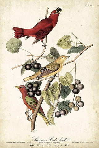 Summer Red Bird Black Ornate Wood Framed Art Print with Double Matting by Audubon, John James