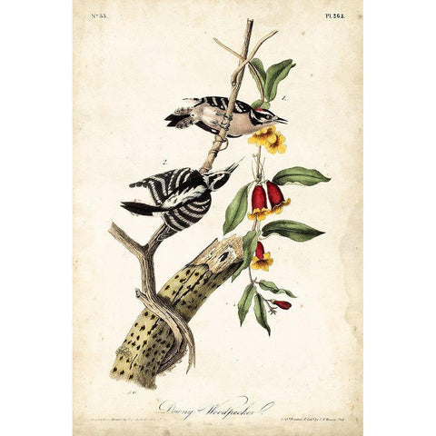 Downy Woodpecker Black Modern Wood Framed Art Print with Double Matting by Audubon, John James