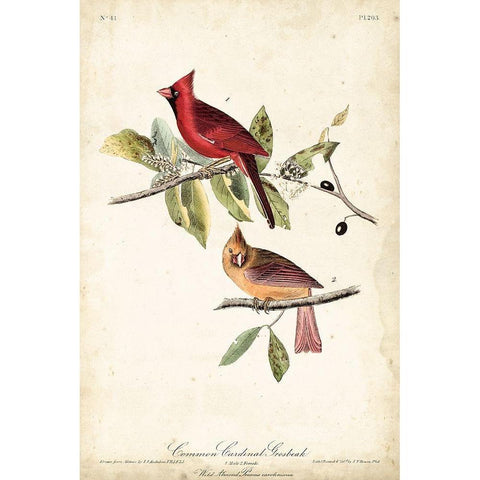 Common Cardinal Grosbeak Gold Ornate Wood Framed Art Print with Double Matting by Audubon, John James