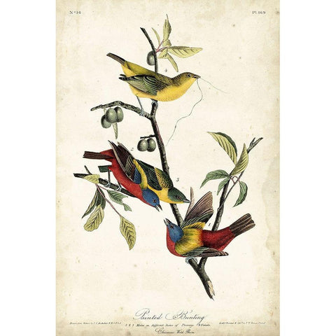 Painted Bunting Gold Ornate Wood Framed Art Print with Double Matting by Audubon, John James