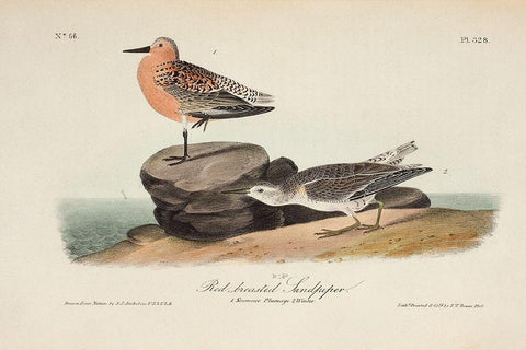 Red Breasted Sandpiper Black Ornate Wood Framed Art Print with Double Matting by Audubon, John James