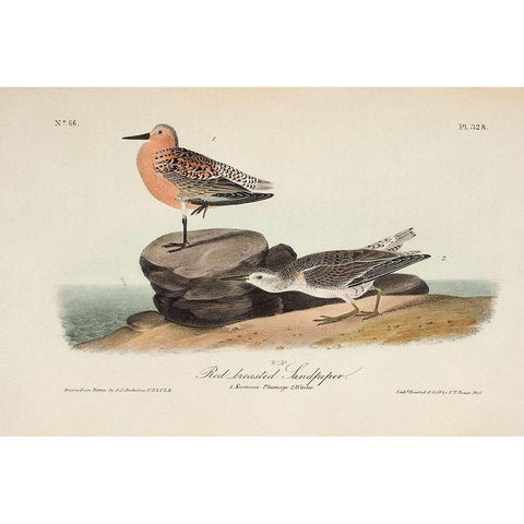 Red Breasted Sandpiper Black Modern Wood Framed Art Print with Double Matting by Audubon, John James