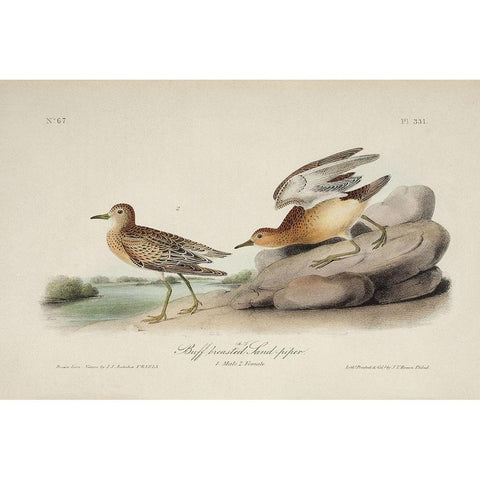 Buff Breasted Sandpiper (ASH) White Modern Wood Framed Art Print by Audubon, John James