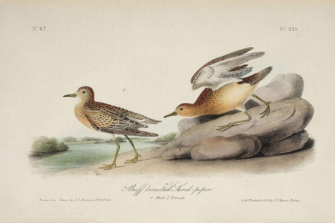 Buff Breasted Sandpiper (ASH) White Modern Wood Framed Art Print with Double Matting by Audubon, John James