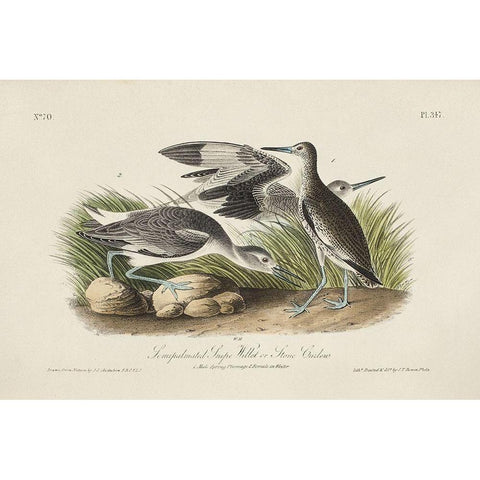 Stone Curlew (ASH) Black Modern Wood Framed Art Print with Double Matting by Audubon, John James