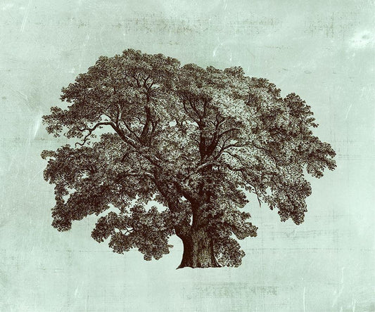Image Only