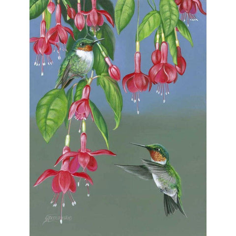 Hummers and Fuchsia White Modern Wood Framed Art Print by Szatkowski, Fred