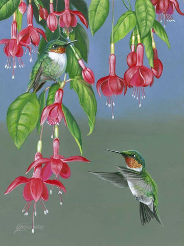 Hummers and Fuchsia White Modern Wood Framed Art Print with Double Matting by Szatkowski, Fred
