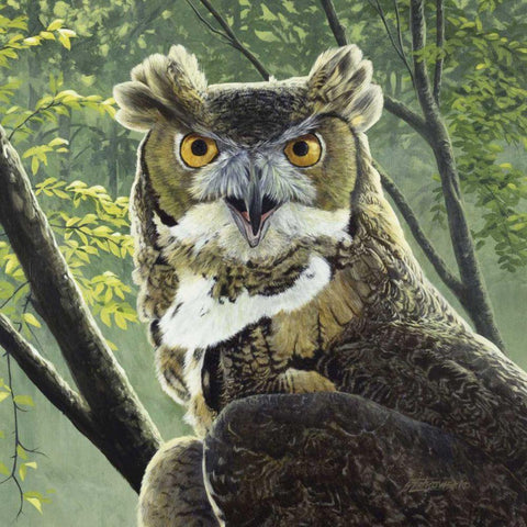 Great Horned Owl White Modern Wood Framed Art Print by Szatkowski, Fred
