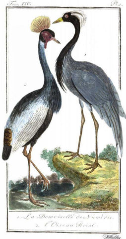 Buffon Cranes and Herons II Black Ornate Wood Framed Art Print with Double Matting by Buffon